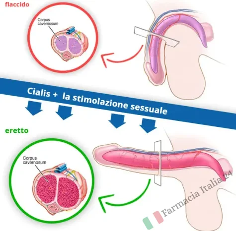 Come funziona il Cialis  foto